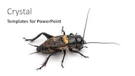  Presentation with cricket - Theme having male-field-cricket-isolated background and a white colored foreground