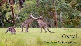  Presentation with kangaroo - Slide deck consisting of male fight between australian kangaroos background and a yellow colored foreground