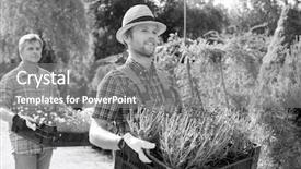  Presentation with nursery plant - Cool new PPT theme with male gardeners walking while carrying flower pots in crates at plant nursery backdrop and a gray colored foreground