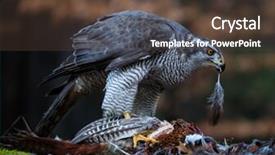  Presentation with forest - Cool new PPT theme with male-goshawk-feeding-on-pheasant backdrop and a tawny brown colored foreground