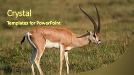 Presentation with kenya - Presentation theme enhanced with male grants gazelle nanger granti background and a  colored foreground