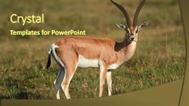  Presentation with kenya - PPT theme with male grants gazelle nanger granti background and a  colored foreground