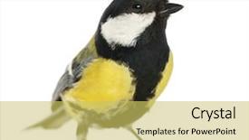  Presentation with great gatsby - Slide deck consisting of male great tit parus major background and a yellow colored foreground