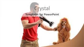  Presentation with poodle - PPT layouts having male-groomer-blow-drying background and a white colored foreground