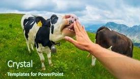  Presentation with pov - Amazing slide deck having male hand at mountain pasture backdrop and a tawny brown colored foreground