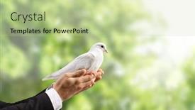  Presentation with white dove - Slide deck with male-hand-holding-a-white background and a mint green colored foreground