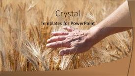  Presentation with june - Slide set consisting of male-hand-touching-golden-cereals background and a coral colored foreground