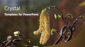  Presentation with corkscrew - Cool new slide deck with male-hazel-catkins backdrop and a tawny brown colored foreground