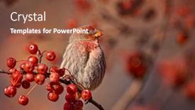  Presentation with eating - Colorful PPT theme enhanced with male-house-finch-eating-berries backdrop and a tawny brown colored foreground