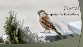  Presentation with railing - Slide deck with male-house-sparrow-observes-surroundings background and a light gray colored foreground