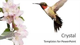  Presentation with light pink - Cool new presentation theme with male hummingbird hovering next backdrop and a white colored foreground