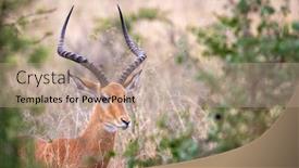  Presentation with kenya - Slide set with male-impala-aepyceros-melampus-seen background and a coral colored foreground