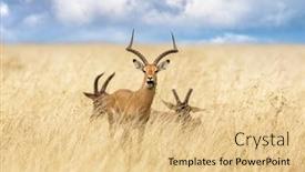  Presentation with kenya - PPT theme enhanced with male-impala-aepyceros-melampus background and a lemonade colored foreground