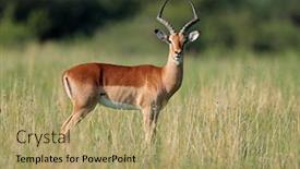  Presentation with south africa - Audience pleasing PPT theme consisting of male-impala-antelope-aepyceros-melampus backdrop and a coral colored foreground