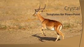  Presentation with kruger - Slides with male-impala-antelope-aepyceros-melampus background and a yellow colored foreground