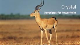  Presentation with bird - PPT theme with male-impala-antelope-aepyceros-melampus background and a seafoam green colored foreground