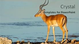  Presentation with national - Presentation theme consisting of male-impala-antelope-aepyceros-melampus background and a light gray colored foreground