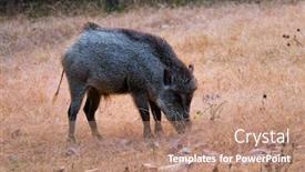  Presentation with wild boar - Audience pleasing presentation design consisting of male-indian-wild-boar-grazing backdrop and a coral colored foreground