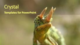  Presentation with green tree - PPT theme consisting of male jackson chameleon chamaeleo jacksonii xantholophus shows off its 3 horns against green leaves of a ficus tree background and a tawny brown colored foreground