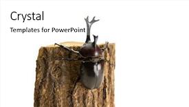  Presentation with japanese - Presentation featuring male japanese rhinoceros beetle allomyrina background and a white colored foreground