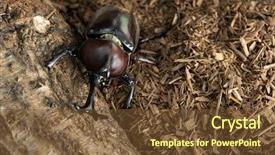  Presentation with stem - Cool new presentation with male japanese rhinoceros beetle allomyrina backdrop and a tawny brown colored foreground