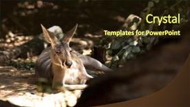  Presentation with kangaroo - Theme enhanced with male kangaroo sitting background and a wine colored foreground