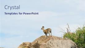  Presentation with national - Audience pleasing presentation consisting of male-klipspringer-oreotragus-oreotragus backdrop and a sky blue colored foreground