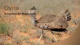  Presentation with south africa - Audience pleasing theme consisting of male-kori-bustard-ardeotis-kori backdrop and a coral colored foreground