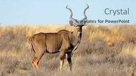  Presentation with south africa - Cool new slide set with male-kudu-antelope-tragelaphus-strepsiceros backdrop and a sky blue colored foreground
