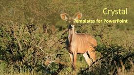  Presentation with south africa - Presentation enhanced with male-kudu-antelope-tragelaphus-strepsiceros background and a tawny brown colored foreground