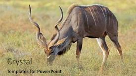  Presentation with south africa - Theme consisting of male-kudu-antelope-tragelaphus-strepsiceros background and a  colored foreground