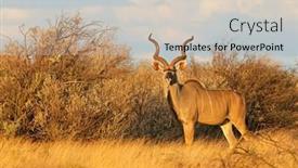 Presentation with south africa - Slide set having male-kudu-antelope-tragelaphus-strepsiceros background and a  colored foreground