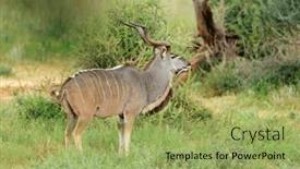  Presentation with africa - Presentation having male-kudu-antelope-tragelaphus-strepsiceros background and a yellow colored foreground