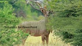  Presentation with africa - Presentation theme featuring male-kudu-antelope-tragelaphus-strepsiceros background and a  colored foreground