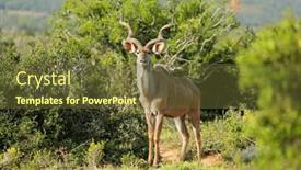  Presentation with south africa - Slides featuring male-kudu-antelope-tragelaphus-strepsiceros background and a  colored foreground