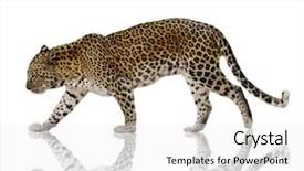  Presentation with white pigeon against the blue - Amazing PPT layouts having male leopard against a white backdrop and a white colored foreground