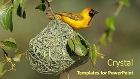  Presentation with south africa - Theme having male-lesser-masked-weaver-ploceus background and a tawny brown colored foreground