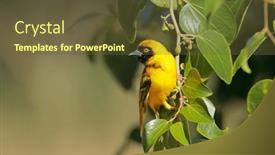  Presentation with africa - PPT layouts with male-lesser-masked-weaver-ploceus background and a tawny brown colored foreground