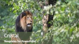  Presentation with lion king - Slide set with male lion - king background and a violet colored foreground