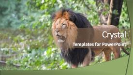  Presentation with lion king - Audience pleasing presentation theme consisting of male lion - king backdrop and a violet colored foreground