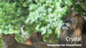  Presentation with male lion - Presentation enhanced with male lion and his cubs background and a tawny brown colored foreground