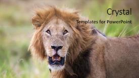  Presentation with male lion - Amazing PPT theme having male lion in the masai backdrop and a coral colored foreground