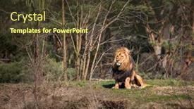  Presentation with male lion - Audience pleasing slide deck consisting of male lion lying down backdrop and a tawny brown colored foreground