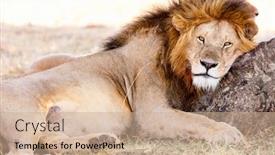  Presentation with male lion - Colorful theme enhanced with male-lion-lying-in-grass backdrop and a coral colored foreground