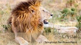  Presentation with male lion - Audience pleasing slides consisting of male-lion-lying-in-grass backdrop and a coral colored foreground