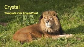  Presentation with male lion - Colorful PPT theme enhanced with male lion panthera leo resting after a meal backdrop and a tawny brown colored foreground