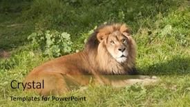  Presentation with male lion - Presentation having male lion panthera leo resting after a meal background and a gold colored foreground