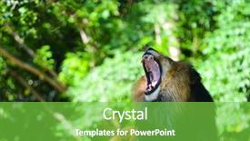  Presentation with lion king - Amazing PPT theme having male lion roars backdrop and a seafoam green colored foreground