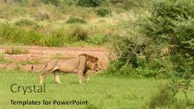  Presentation with male lion - Cool new slides with male-lion-scientific-name-panthera backdrop and a yellow colored foreground