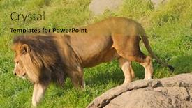  Presentation with male lion - Colorful theme enhanced with male lion walking off a meal backdrop and a yellow colored foreground
